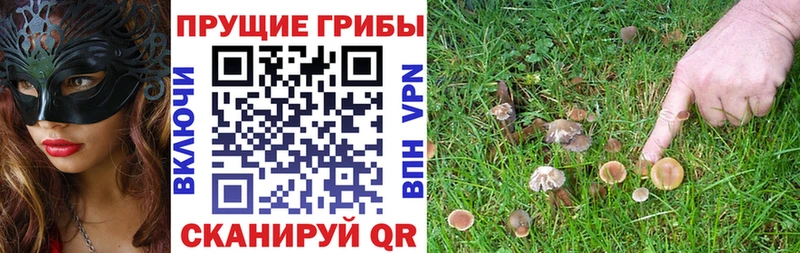 цена наркотик  Бор  Галлюциногенные грибы Cubensis 